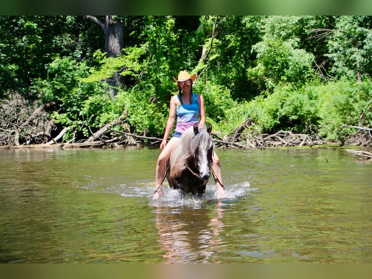 Missouri Foxtrotter Hongre 8 Ans 147 cm Bai cerise in Highland MI