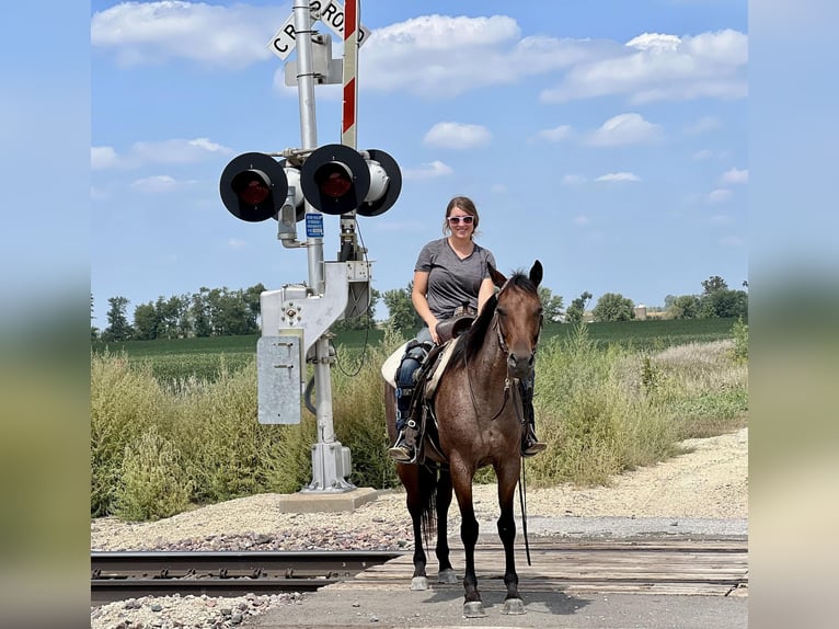 Missouri Foxtrotter Hongre 8 Ans 150 cm Roan-Bay in Lisbon IA