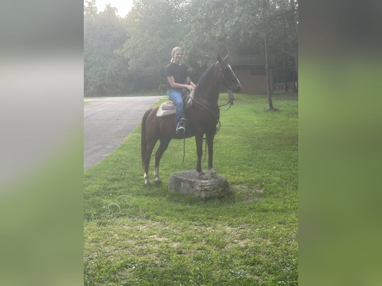 Missouri Foxtrotter Hongre 9 Ans 142 cm Bai cerise in Park Hills, MO