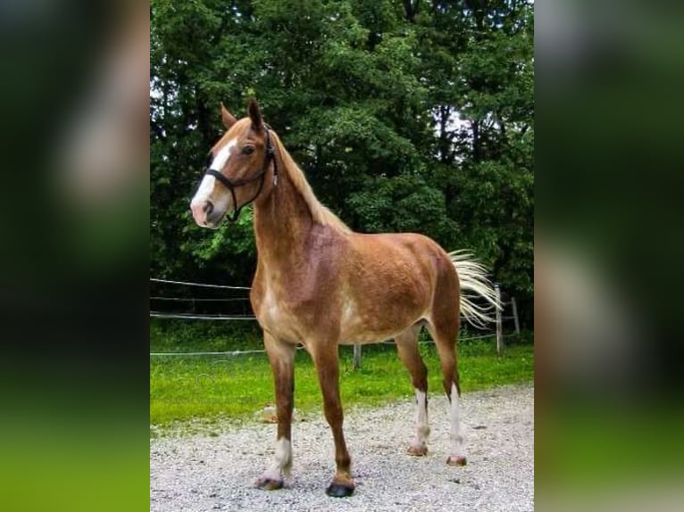 Missouri Foxtrotter Jument 10 Ans 152 cm Alezan cuivré in Troy, MO