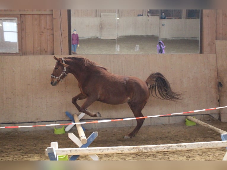 Missouri Foxtrotter Jument 10 Ans 153 cm Alezan in Altusried