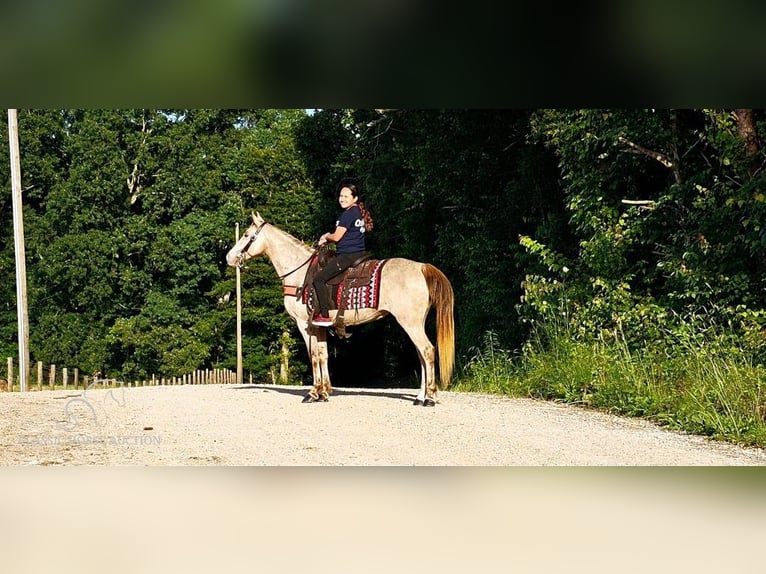 Missouri Foxtrotter Jument 11 Ans 142 cm Champagne in Gillsville, GA