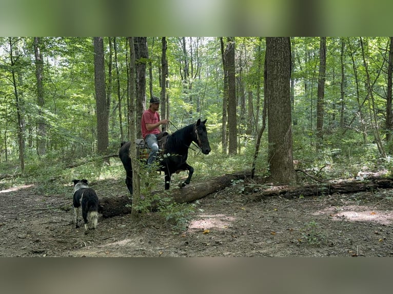 Missouri Foxtrotter Jument 11 Ans 142 cm Noir in Moscow