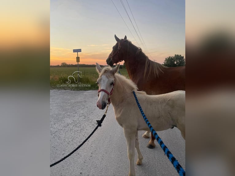 Missouri Foxtrotter Jument 11 Ans 152 cm Alezan cuivré in Troy, MO