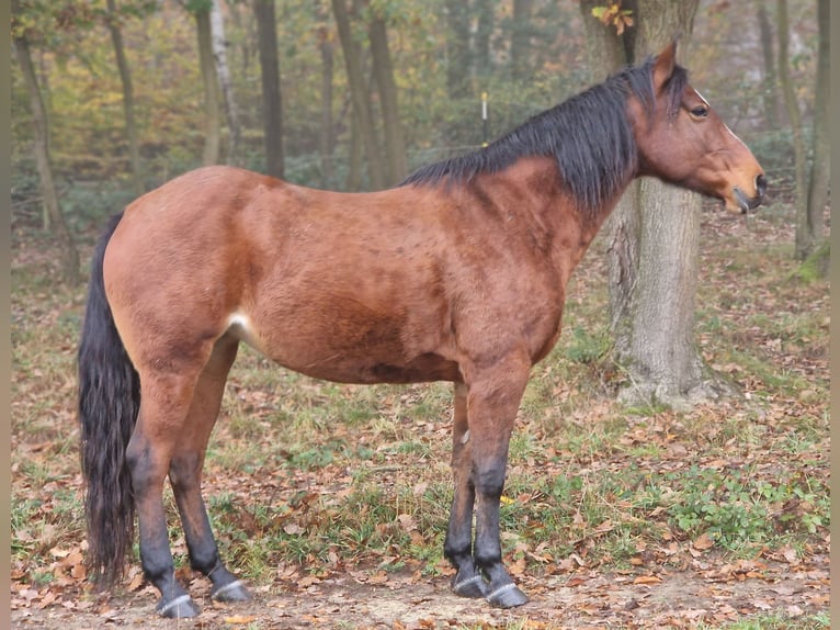 Missouri Foxtrotter Jument 11 Ans 152 cm Bai in Königsfeld