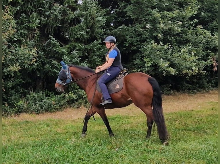 Missouri Foxtrotter Jument 11 Ans 152 cm Bai in Königsfeld