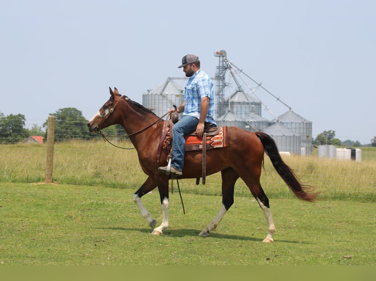 Missouri Foxtrotter Jument 11 Ans 155 cm Bai cerise in Sonora KY