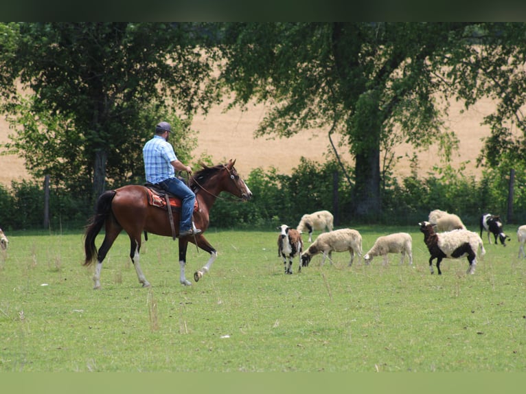 Missouri Foxtrotter Jument 11 Ans 155 cm Bai cerise in Sonora KY