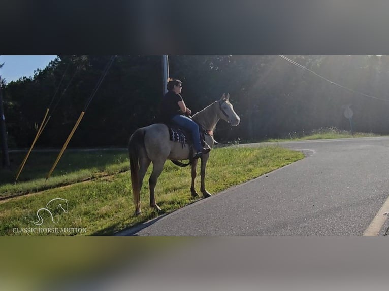 Missouri Foxtrotter Jument 12 Ans 142 cm Champagne in Gillsville, GA