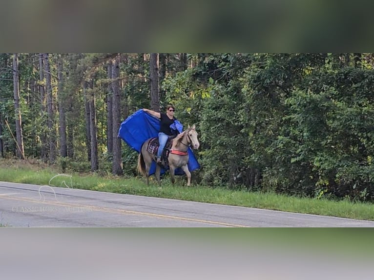 Missouri Foxtrotter Jument 12 Ans 142 cm Champagne in Gillsville, GA