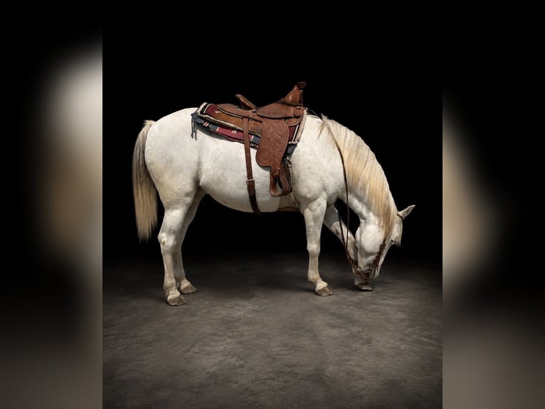 Missouri Foxtrotter Jument 13 Ans 142 cm Gris in Wentworth