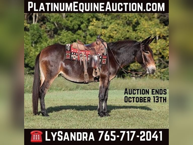 Missouri Foxtrotter Jument 13 Ans 152 cm Bai cerise in Brodhead, KY