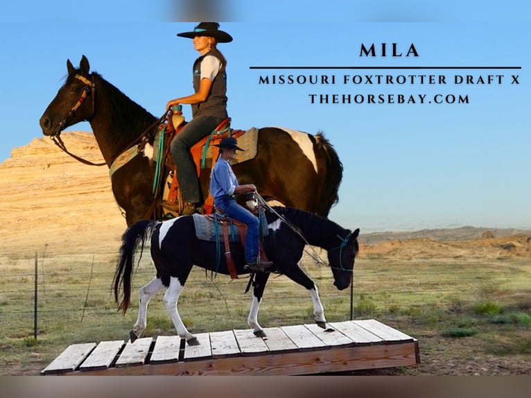 Missouri Foxtrotter Croisé Jument 13 Ans 155 cm Tobiano-toutes couleurs in Fort Collins, CO