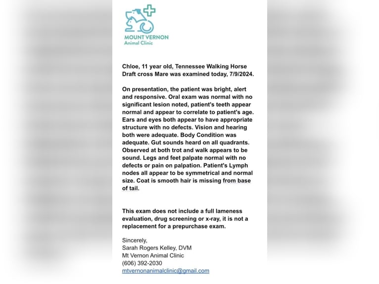 Missouri Foxtrotter Jument 13 Ans Palomino in Parkers Lake KY