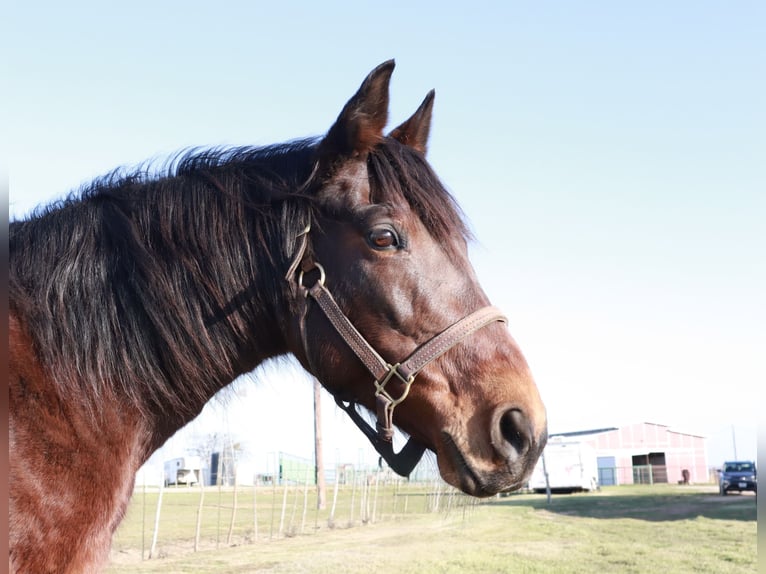 Missouri Foxtrotter Jument 14 Ans 142 cm Bai cerise in Wichita Falls