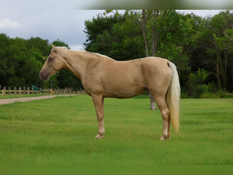 Missouri Foxtrotter Jument 14 Ans Champagne in Forney