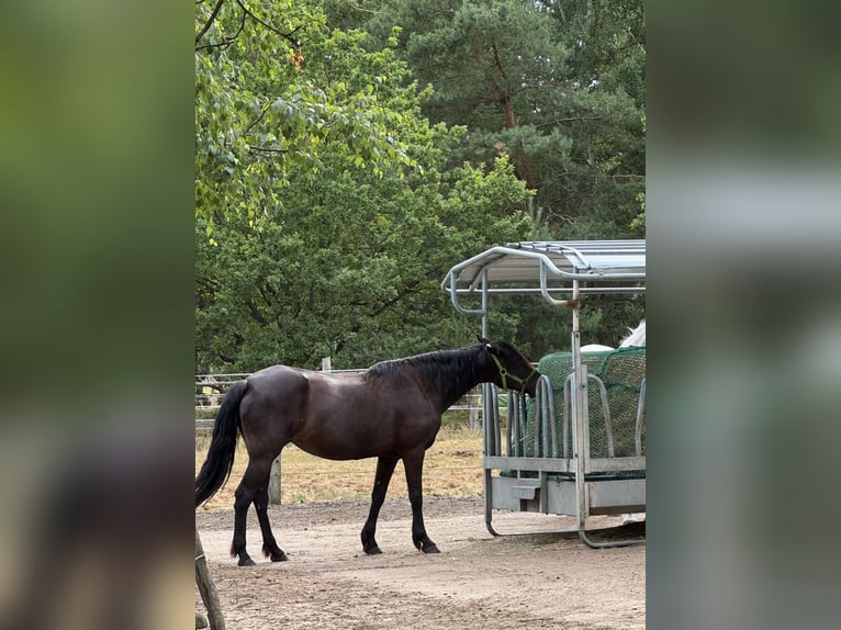Missouri Foxtrotter Jument 16 Ans 148 cm Noir in Zehdenick