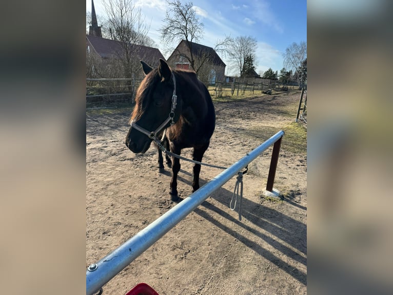 Missouri Foxtrotter Jument 17 Ans 148 cm Noir in Zehdenick