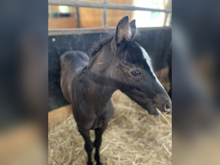 Missouri Foxtrotter Jument 3 Ans 145 cm Peut devenir gris in Stadtallendorf