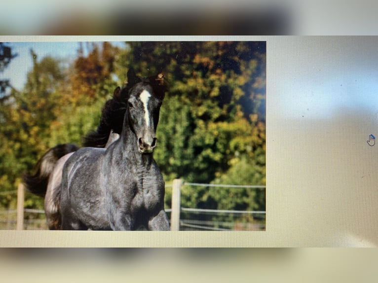 Missouri Foxtrotter Jument 3 Ans 145 cm Peut devenir gris in Stadtallendorf