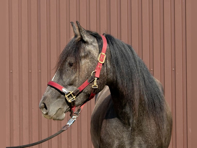 Missouri Foxtrotter Jument 3 Ans 145 cm Peut devenir gris in Stadtallendorf