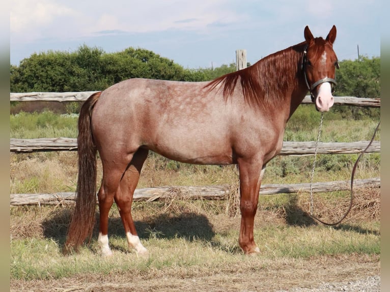 Missouri Foxtrotter Jument 4 Ans 135 cm Rouan Rouge in Wichita Falls