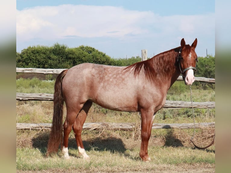 Missouri Foxtrotter Jument 4 Ans 135 cm Rouan Rouge in Wichita Falls