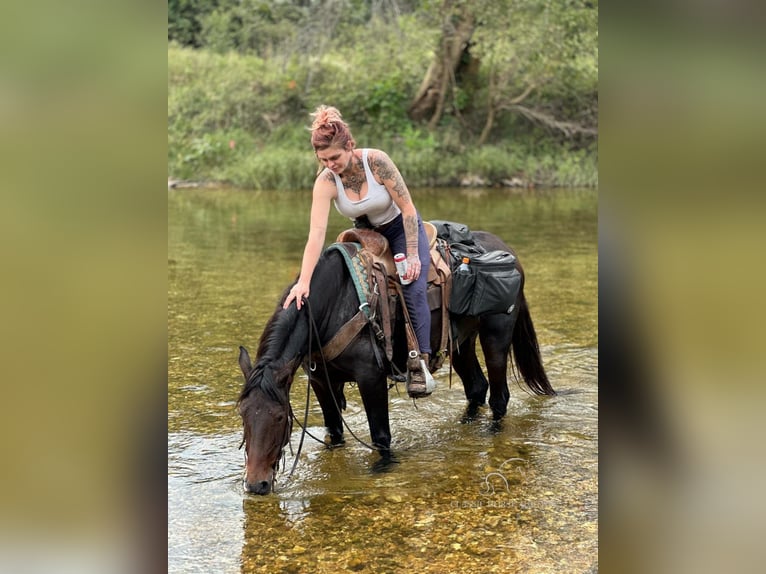 Missouri Foxtrotter Jument 4 Ans 152 cm Bai cerise in Gerald, MO