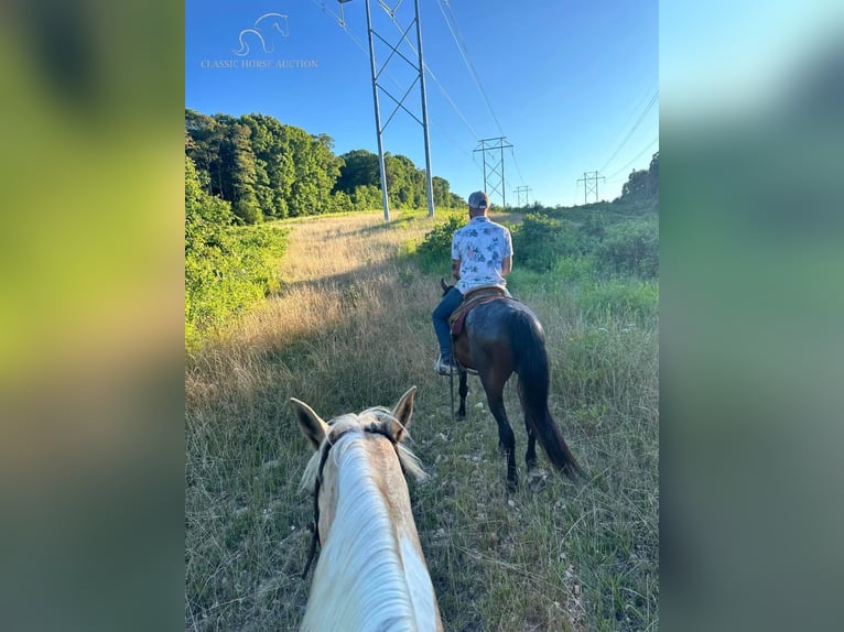 Missouri Foxtrotter Jument 4 Ans 152 cm Bai cerise in Gerald, MO