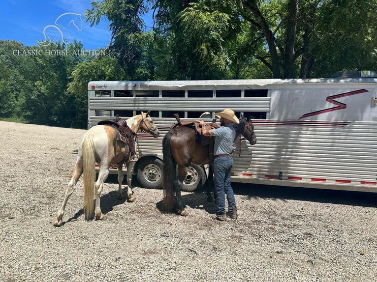 Missouri Foxtrotter Jument 4 Ans 152 cm Bai cerise in Gerald, MO