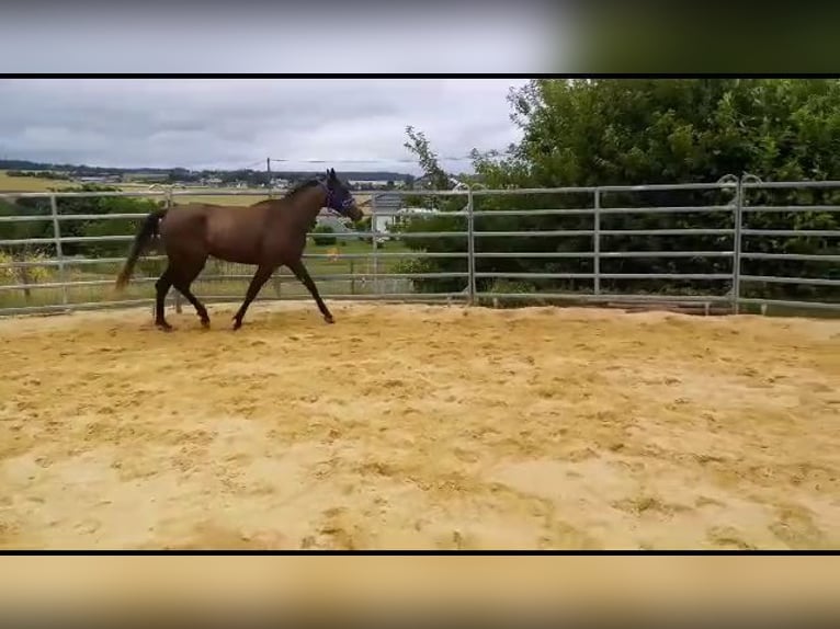 Missouri Foxtrotter Jument 4 Ans 158 cm Gris in Winterwerb