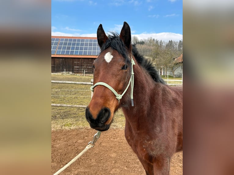 Missouri Foxtrotter Jument 5 Ans 145 cm Bai brun in Krottendorf