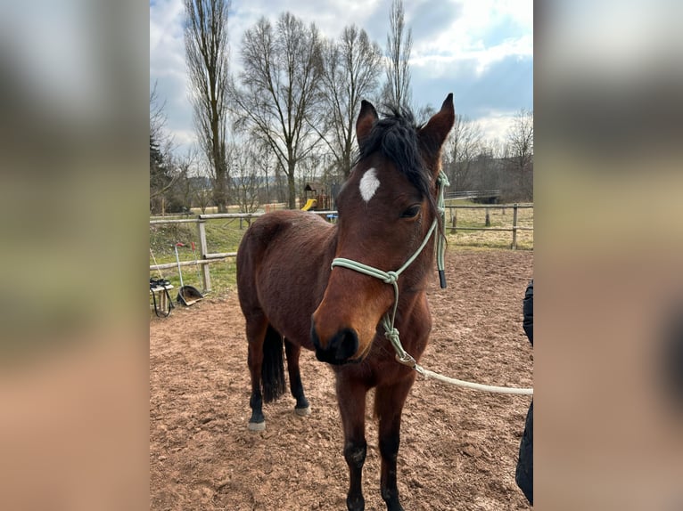 Missouri Foxtrotter Jument 5 Ans 145 cm Bai brun in Krottendorf