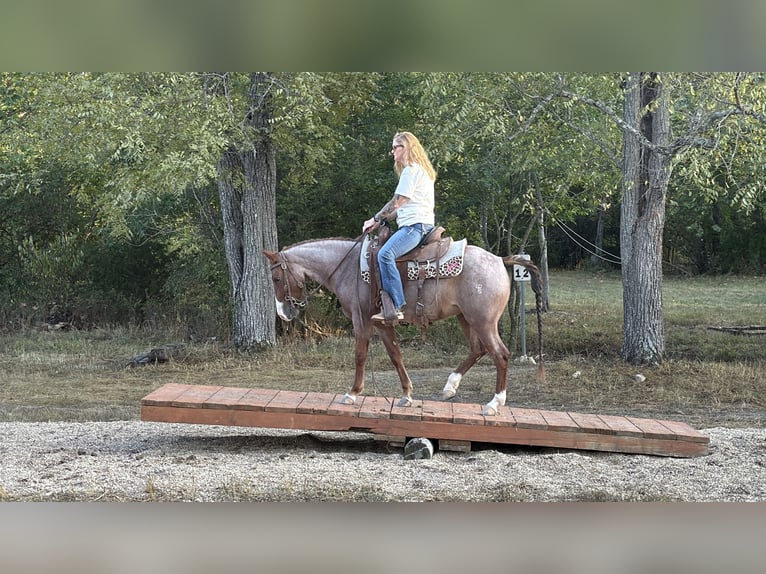 Missouri Foxtrotter Jument 5 Ans Rouan Rouge in Wichita Falls