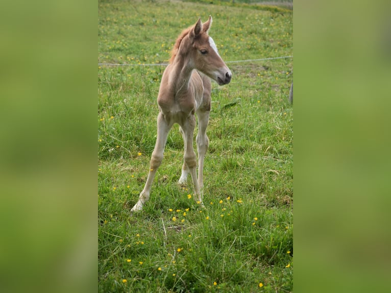 Missouri Foxtrotter Jument 6 Ans 150 cm Palomino in Altusried