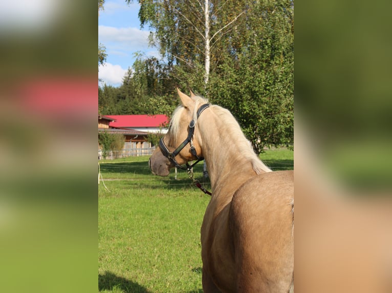 Missouri Foxtrotter Jument 6 Ans 150 cm Palomino in Altusried