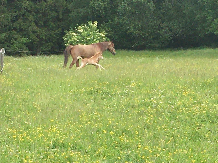 Missouri Foxtrotter Jument 6 Ans 150 cm Palomino in Altusried
