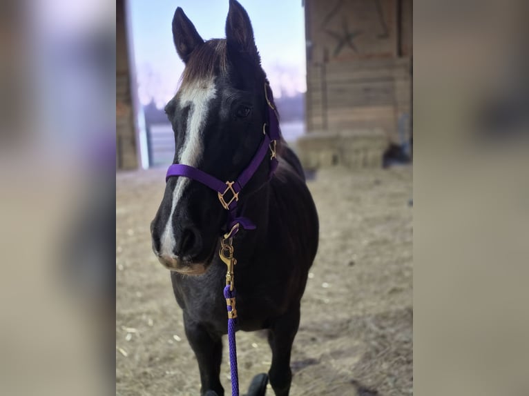 Missouri Foxtrotter Jument 8 Ans 142 cm Noir in Dayton, OH