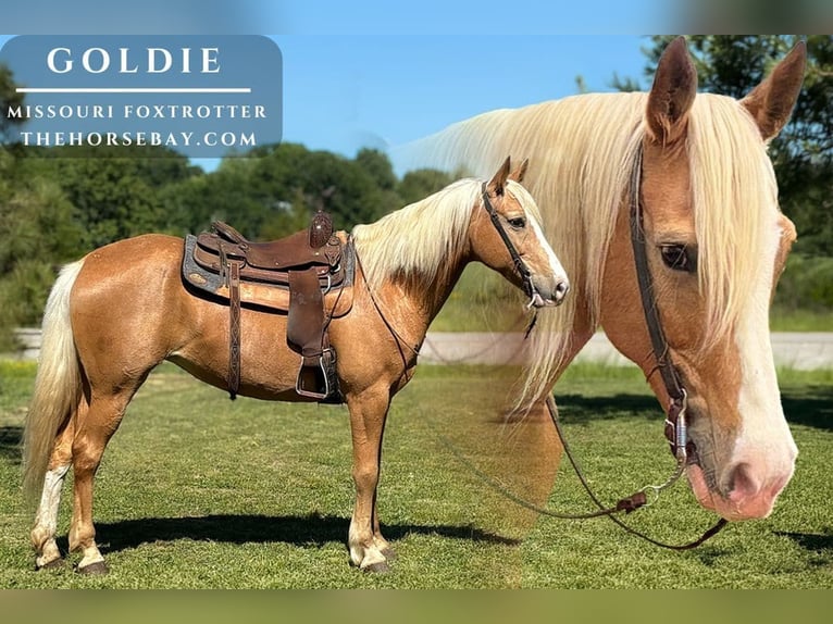 Missouri Foxtrotter Jument 9 Ans 152 cm Palomino in Houston, MO
