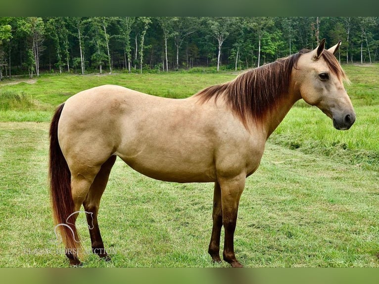 Missouri Foxtrotter Mare 10 years 14 hh Buckskin in Park Hills, MO