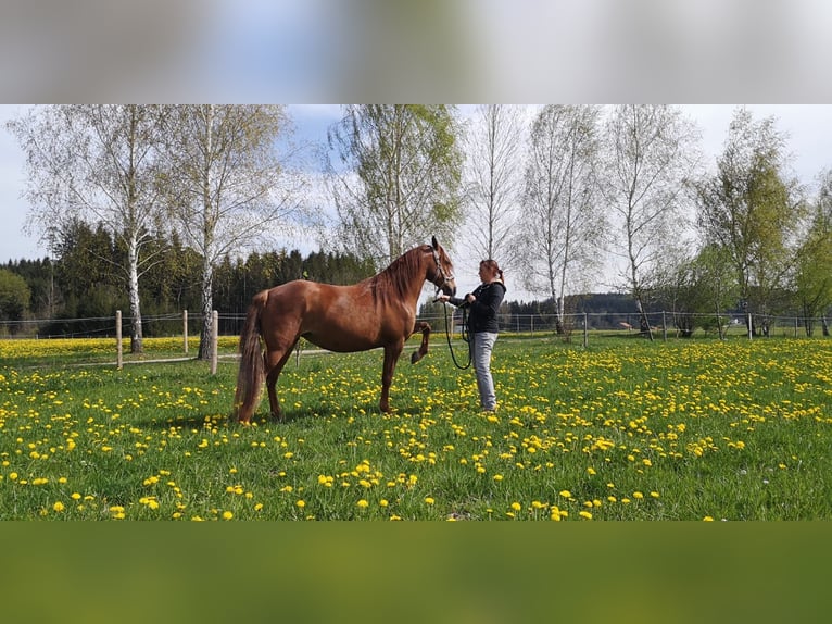 Missouri Foxtrotter Mare 10 years 15 hh Chestnut-Red in Altusried