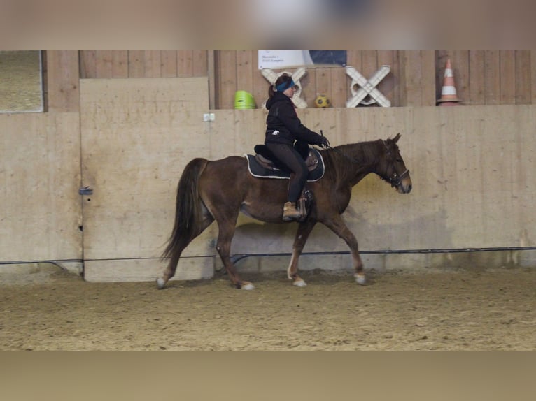 Missouri Foxtrotter Mare 10 years 15 hh Chestnut-Red in Altusried