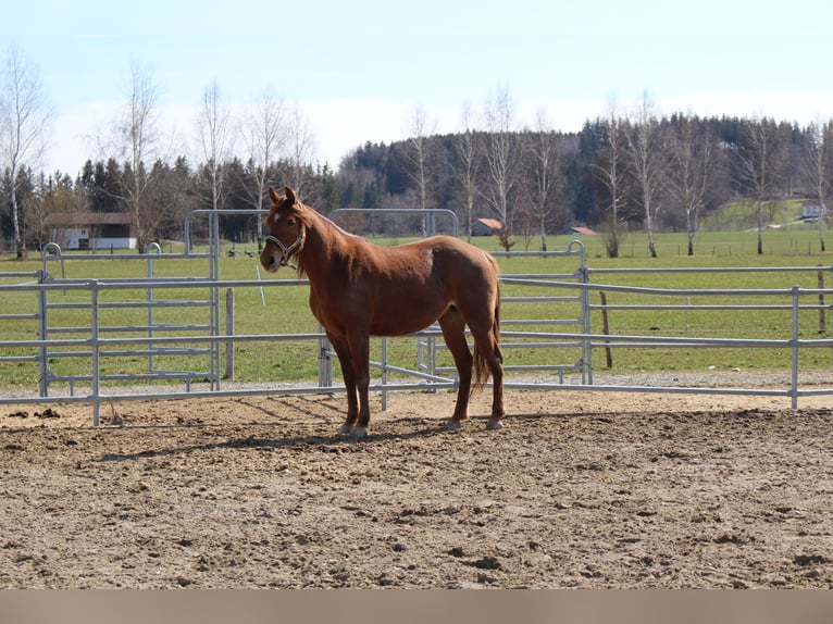 Missouri Foxtrotter Mare 10 years 15 hh Chestnut-Red in Altusried