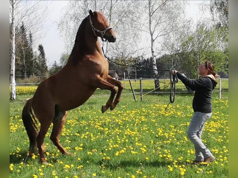 Missouri Foxtrotter Mare 10 years 15 hh Chestnut-Red in Altusried
