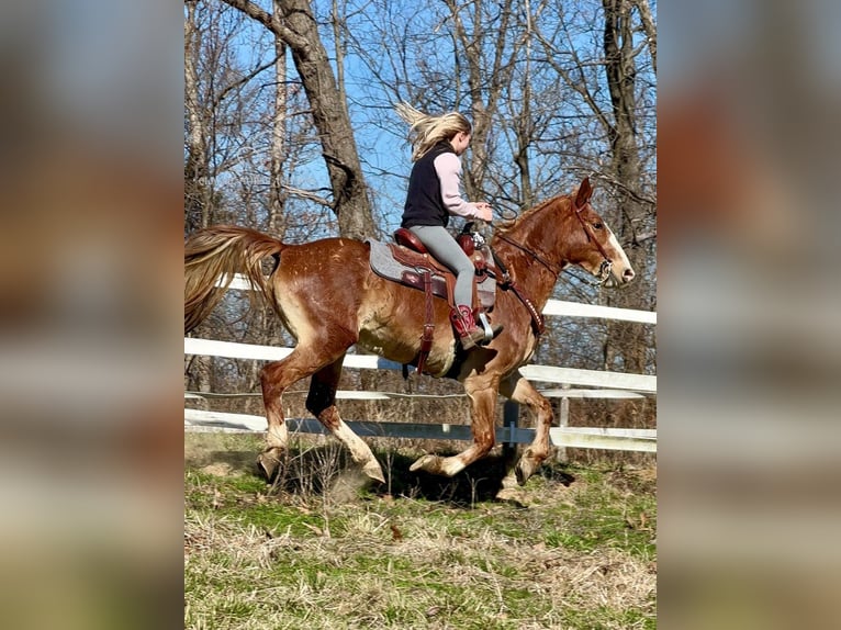 Missouri Foxtrotter Mare 10 years 15 hh Sorrel in Troy, MO