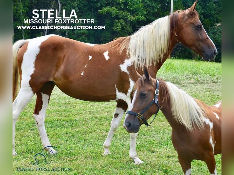 Missouri Foxtrotter Mare 10 years 15 hh Sorrel in Park Hills, MO