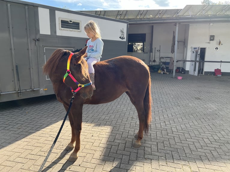 Missouri Foxtrotter Mare 11 years 14,1 hh Chestnut in Coppenbrügge