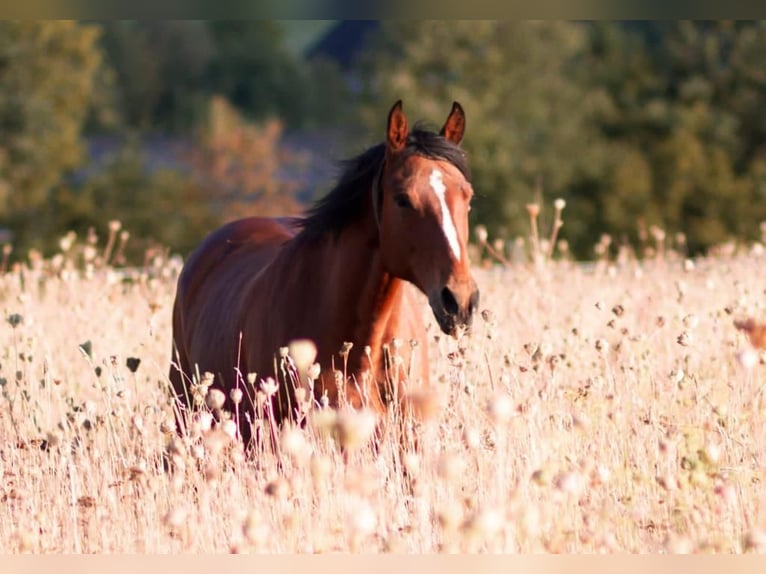 Missouri Foxtrotter Mare 11 years 14,3 hh Brown in Königsfeld