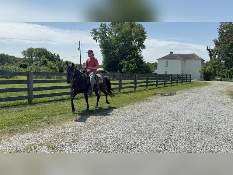 Missouri Foxtrotter Mare 11 years 14 hh Black in Moscow