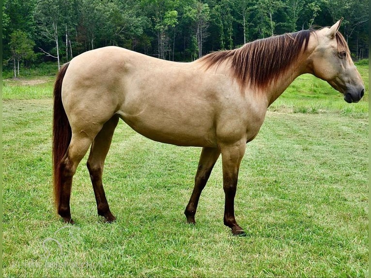 Missouri Foxtrotter Mare 11 years 14 hh Buckskin in Park Hills, MO